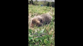 Man films heartwarming encounter with snoozing baby fox in his garden