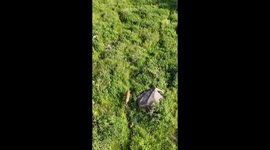 Bambi and Mom. Nature is beautiful. Love watching wildlife with my drone.