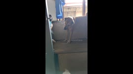 Pet cat and dog square off in family's home