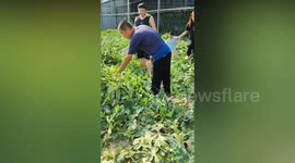 Delighted farmer and son find huge