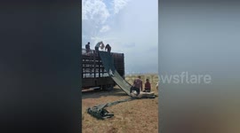 Clever shepherds use tarpaulin to remove young sheep from truck
