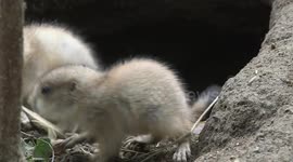 Vienna Zoo welcomes new generation of black-tailed prairie dogs