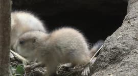 Austria: Oldest Zoo in the World Welcomes New Generation of Black-Tailed Prairie Dogs