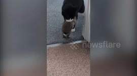 Cat catches live rabbit and brings it home