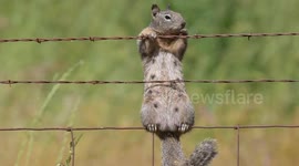 USA: A famale California ground squirrel keeps watch while climbing on a farmer's fence along a country road near Elkton in southwest Oregon