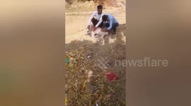 Social workers treat two cows for food poisoning in Central India