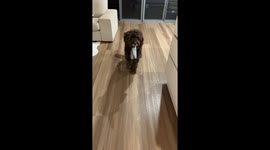 Knife-Wielding Dog Is Done Asking For Treats