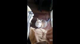 Teaching My Cat to High Five