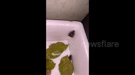 China: Great Escape, Baby Turtle