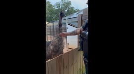 Viral TikTok captures heartwarming encounter between police and emu during emergency