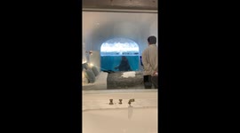 A Walrus Beckons Through the Window