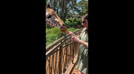 Sharing is caring, isn't it? Visit the Giraffe Centre and feed them