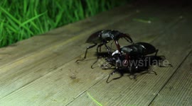 Two male Stag Beetles fight over a Female