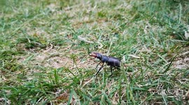 Male Stag Beetle (Lucanus cervus) taking flight, UK