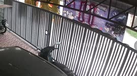 Python terrifies resident as it slithers on top of gate