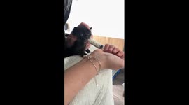 Newborn kitten beams with excitement at first sip of milk