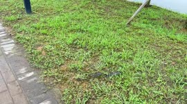 Two fish flap across grass to reach river in China