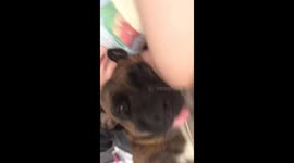 Dog twitches eyes and mouth while sleeping and snoring