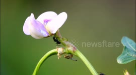 China: Ants Feed on Cowpea Flowers