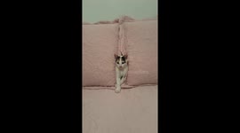 Cat's pillow hide-and-seek: a playful peek into kitten comfort