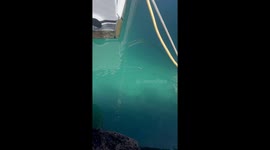 Fish With Tentacle Filaments