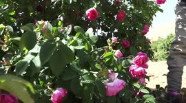 Damascene Rose faces challenges amid changing weather conditions