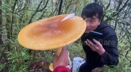 Local foragers discover gigantic gemmed Amanita mushroom in forest, but taste disappoints
