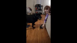 My dog wont give me my show so that I can go to work and keeps playing with it