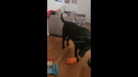 Dog gets very vocal when I try and take a stick from him when he playing with it