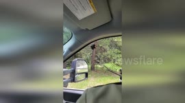 USA: Colorado Parks and Wildlife Officers Tranquilize Mother Bear to Free Trapped Cub