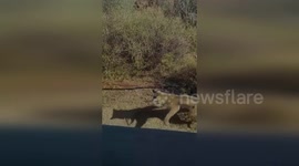 USA: Bobcat Takes on Rattlesnake in Saguaro National Park