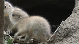 Austria: Adorable Prairie Dog Babies Tussle As They Go On Show