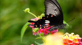 China: A butterfly kisses Lantana Camara flower during the World Environment Day in Yichang