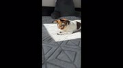temp