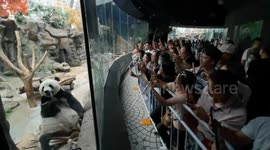 China: Visitors Look at Giant Pandas at the Beijing Zoo