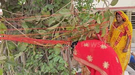 India: Vat Savitri is a significant Hindu festival celebrated by married women for their husbands' well-being