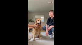 Delightful doggo makes hearts melt by nailing the 'Hands In' Challenge