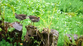 China: Crakes feed at Qiusuo Stream