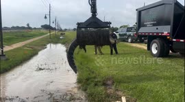 USA: Giant Alligator Rescued from Mont Belvieu Ditch Using Grapple Truck