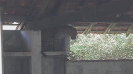 leopard at the school which is 50 years old used one in sri lanka