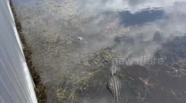 Alligators have fierce territorial dispute just metres in front of father and son fishing
