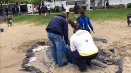 Brazil: Autopsy of dolphin reveals lumps of plastic trash containers in throat and stomach