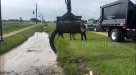 Grapple truck rescues 12ft alligator stuck in ditch in Texas