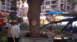 Tree falls on commercial complex in western India damaging vehicles