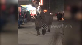 Tourist spots RHINO walking down the street while dining in Nepal
