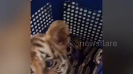 Vietnamese tiger cub 'smugglers' arrested in Thailand