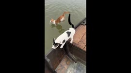 Tabby cat dives from boat and swims through lake