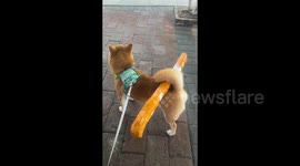 China: Shiba Inu Delivery, A Steady Helper