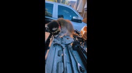 Pet Raccoon Earns Her Keep