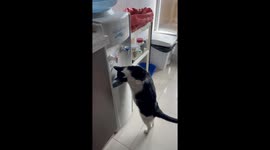 Cat Loves Fresh Water